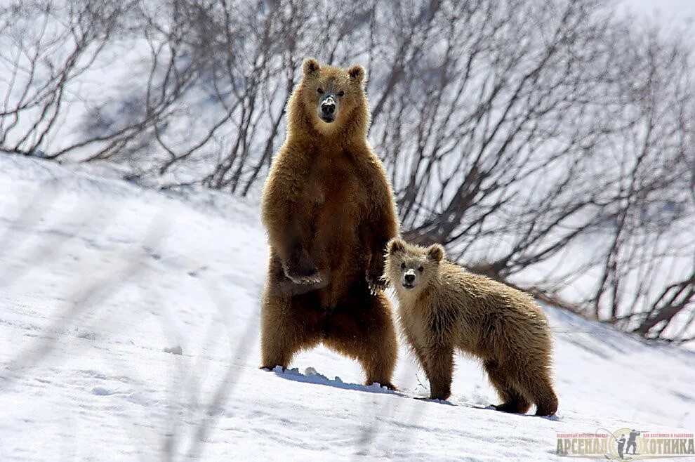 Медведь весной картинки. Дикие животные Сибири. Дикие животные весной. Медведь зимой.