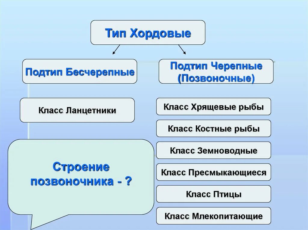 Конспект по биологии 7 класс хордовые. Общая характеристика типа хордовые бесчерепные и рыбы. тип хордовые подтип бесчерепные подтип черепные таблица. тип хордовые подтип черепные. тип хордовые подтип позвоночные.