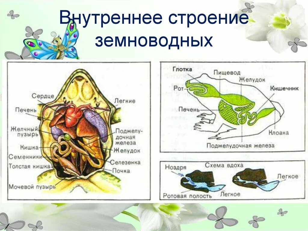 Строение внутренних органов разделы биологии. Внутреннее строение земноводных 7 класс биология. внутреннее строение амфибии лягушки. земноводные внешнее строение лягушки. внешнее и внутреннее строение лягушки.