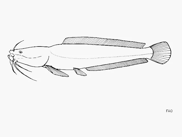 Сом звуковая схема. Скелет сома обыкновенного. Раскраска рыба сом. Сом рисунок для детей карандашом. Сом рисунок.