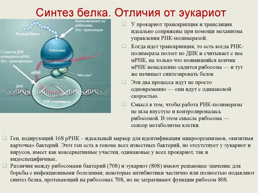 Биосинтез белка прокариот и эукариот. Синтез белка у прокариот и эукариот.