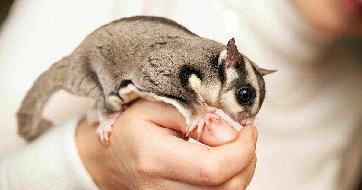 Каких животных можно держать дома