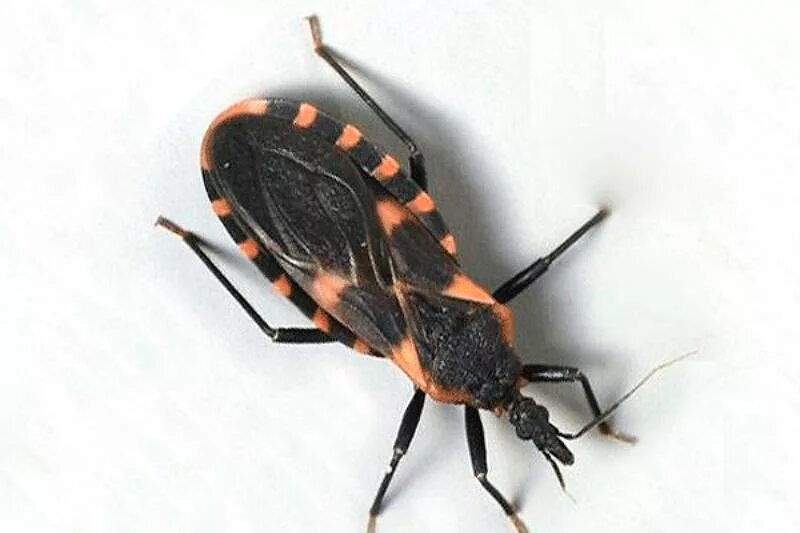Жуком поцелуем. Жук шагаса. Триатомовый клоп. Триатомовый клоп. Шагаса жук в россии.