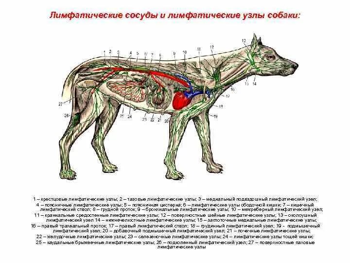 Где у собаки железы. Строение лимфатической системы собаки. Лимфатические узлы собаки анатомия. Расположение лимфатических узлов у собак и кошек. Лимфатическая система собаки расположение.