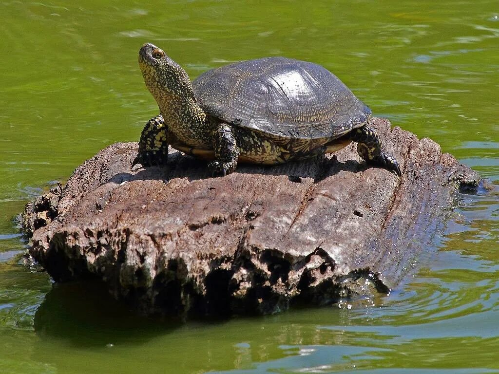 Черепахи в озерах. Европейская Болотная черепаха. Черепашата европейской Болотной черепахи. Колхидская Болотная черепаха. Европейская Болотная черепаха (Emys orbicularis).
