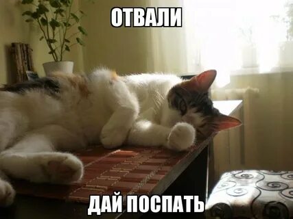 Дайте поспать без слов