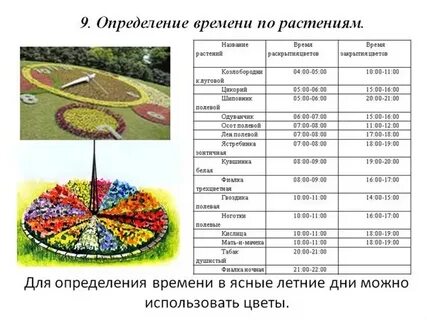 Растения определяющие время