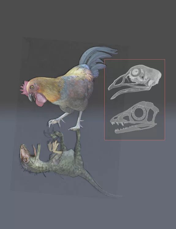 Ближайший родственник динозавра. Курица потомок динозавров. Тираннозавр предок курицы. Джек Хорнер Курозавр. Анатомия тираннозавра.