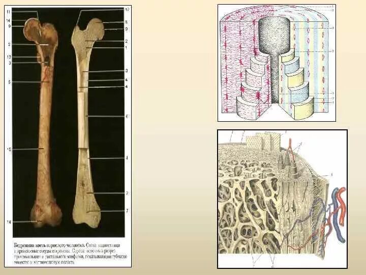 Срез кости. Бедренная кость Остеон. Бедренная кость продольный разрез. Костная ткань бедренной кости. Кость в разрезе.