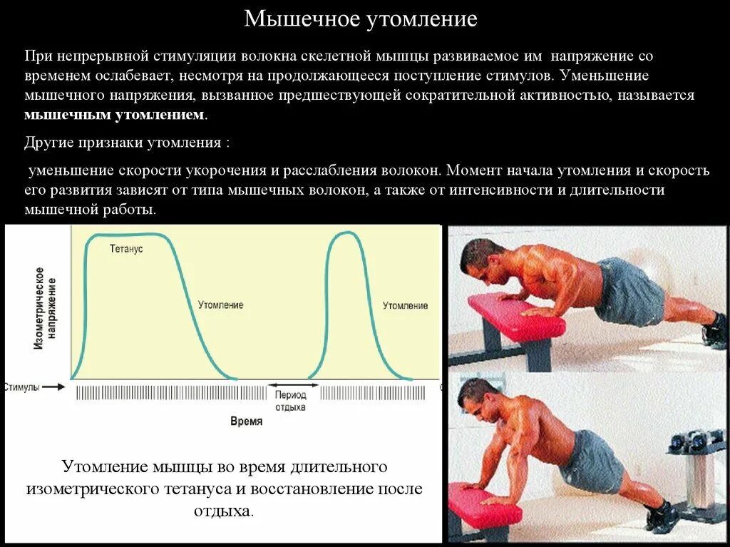 Физиология утомления скелетной мышцы. Утомление и переутомление мышц. Утоление скелетной мышцы. Напряжение мышцы это физиология. Защитное мышечное напряжение характерно для