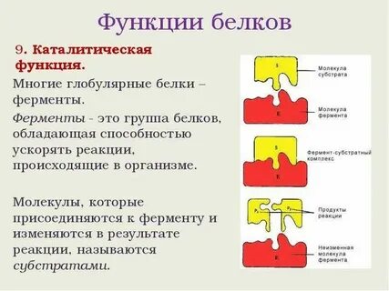 Католическая функция белков