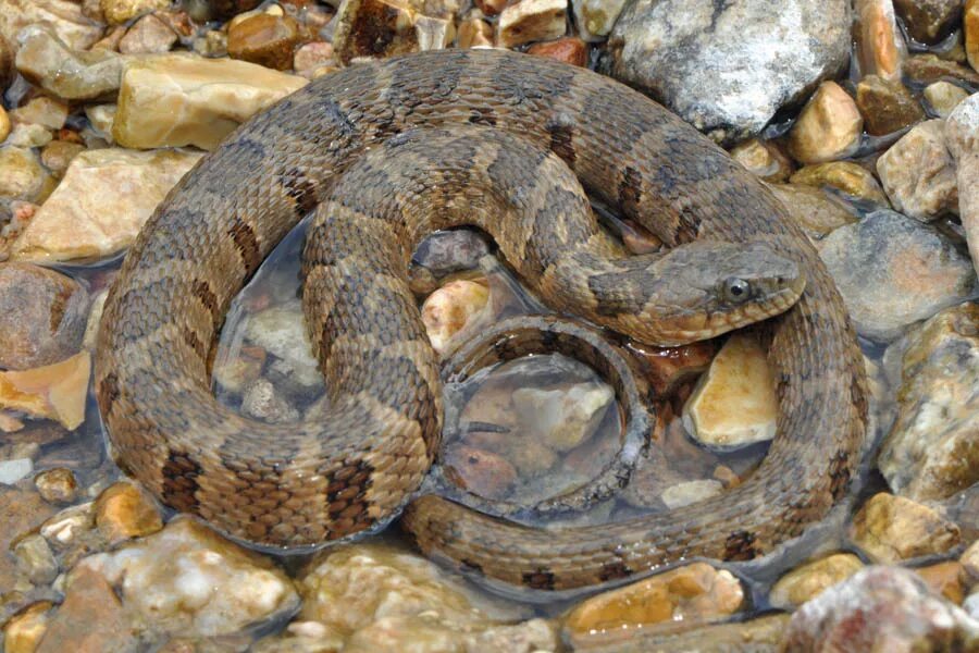 змеи карелии гадюка. пыльная змея. змея уж обыкновенный. северный американский уж. змея кавказская гадюка.