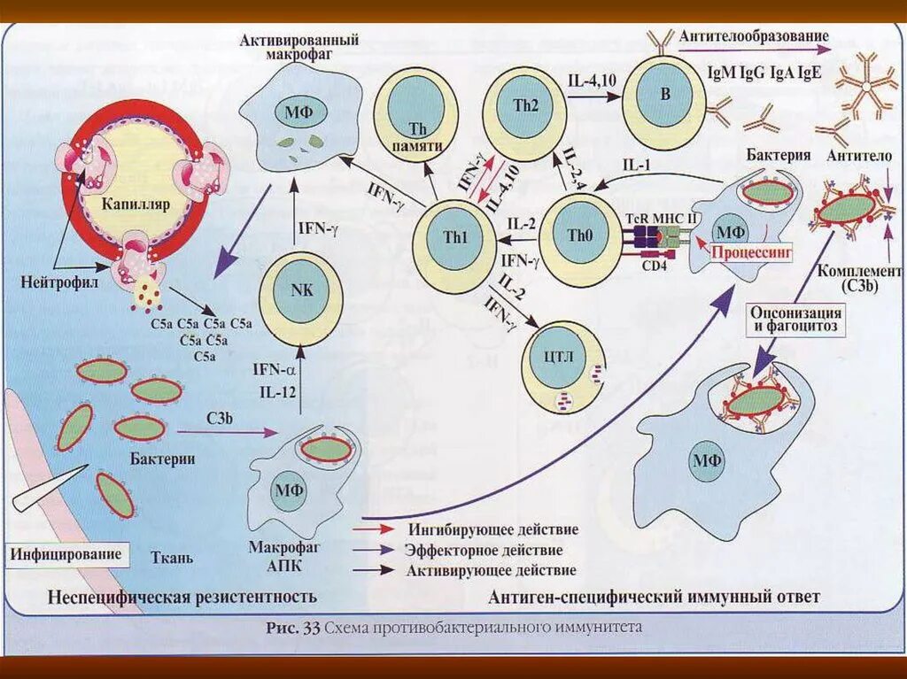 Инфекции иммунных клеток. Клеточный и гуморальный иммунный ответ схема. Схема иммунного ответа иммунология. Механизм клеточного иммунитета схема. Схема гуморального иммунного ответа иммунология.