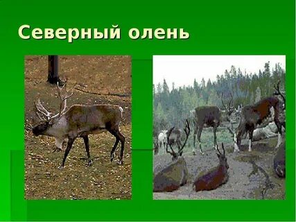 Животные и растения красноярского края
