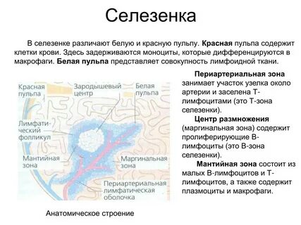 Белая пульпа