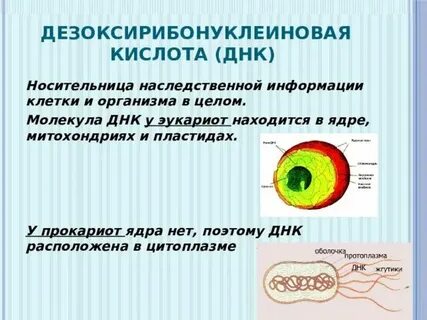 Сколько молекул днк содержит двуядерный кардиомиоцит