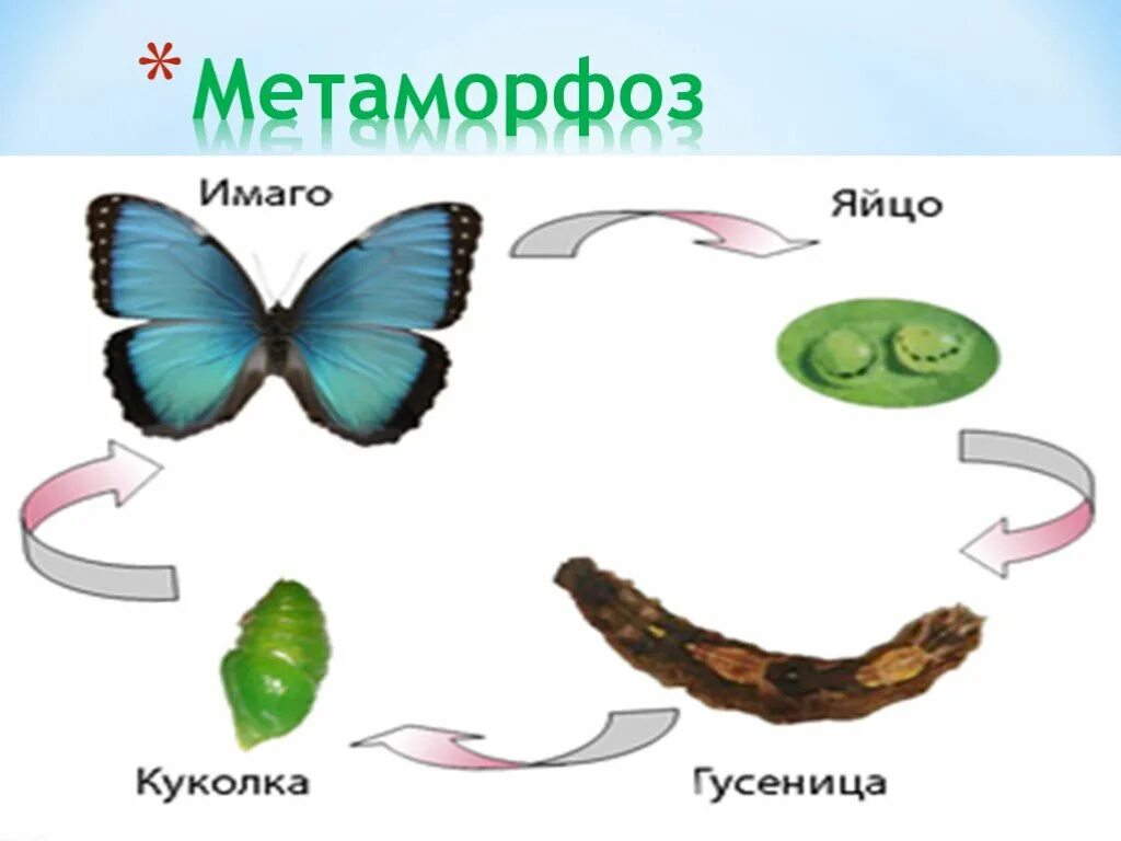 Метаморфоз 20