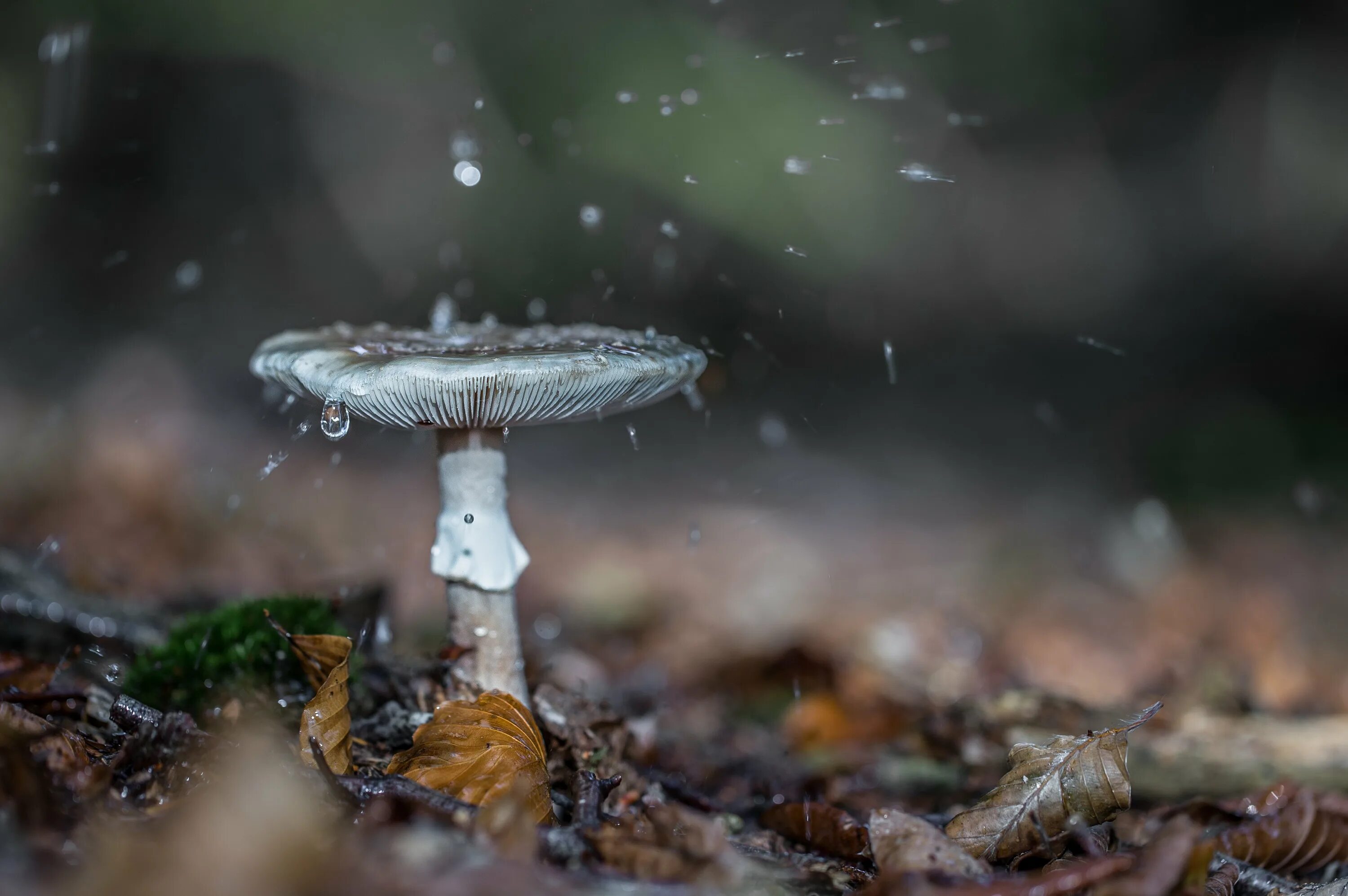 Дождя больше грибов. Грибной дождь. Грибы после дождя. Грибы под дождем. Мокрый гриб.