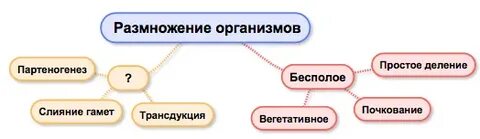 Размножение свойств всех живых организмов