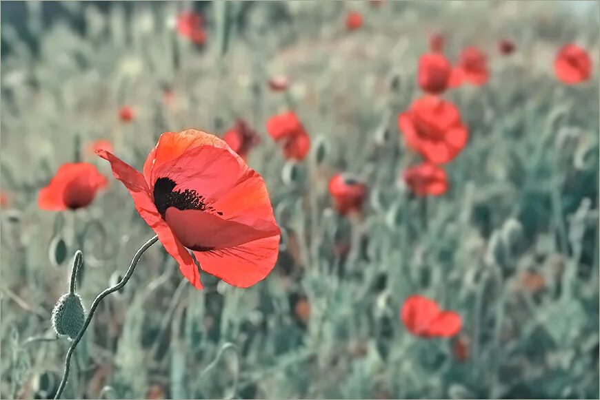 Фото с мак на айфон. Мак байкальский бутон. Тиммач мак ьмх. Кэйя в маке. Фото мак титан 2008.