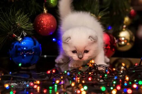 Новые картинки котиков