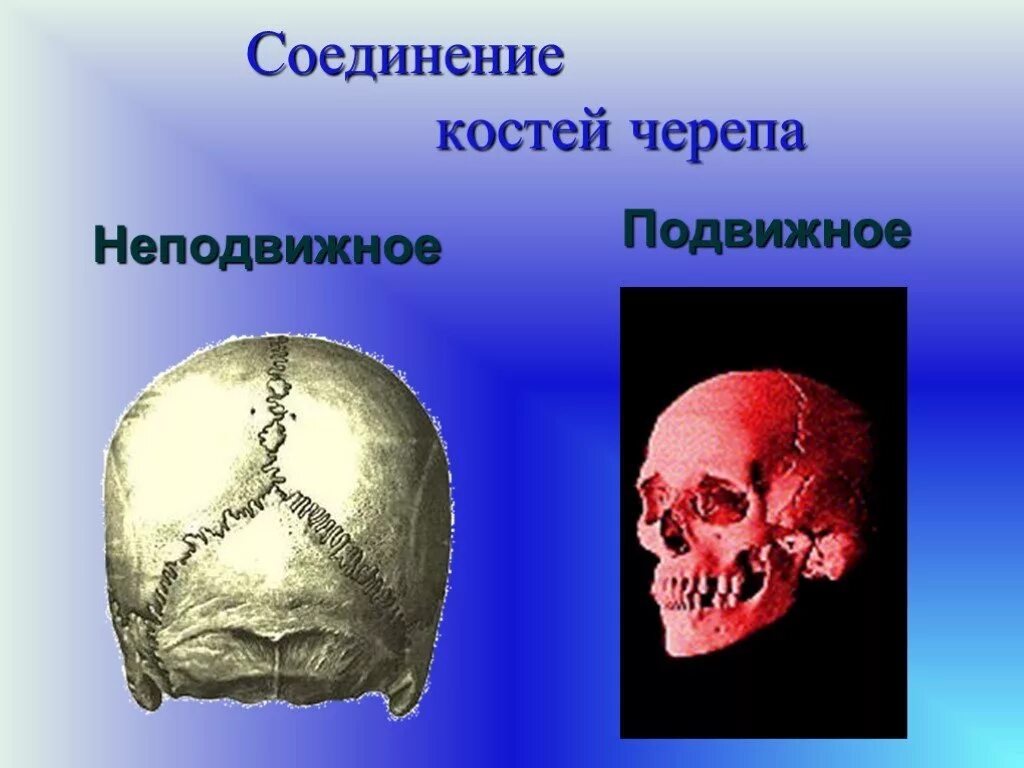 Соединение костей черепа. Подвижное соединение костей черепа. Соединение кости черепа. Подвижное соединение в черепе кости.