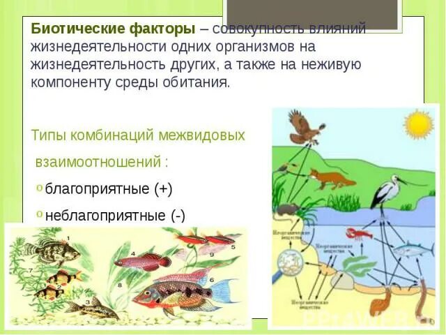 Биотические факторы. Фитогенные биотические факторы. Биотические факторы среды примеры. Фитогенные биотические факторы примеры. Биотическими факторами называют совокупность факторов