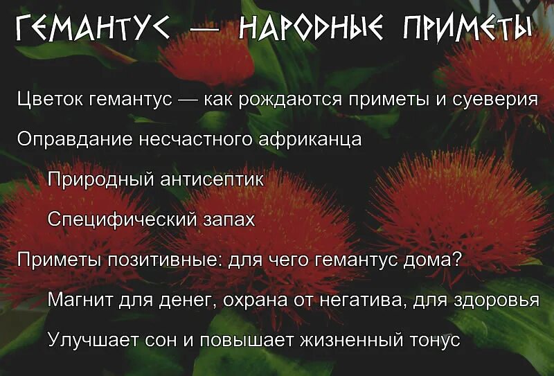 Приметы цветения. Гемантус цветение приметы. Цветок гемантус приметы. Гемантус приметы и суеверия. Гемантус цветок народные приметы и суеверия.