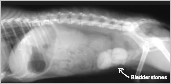 Пиометра на рентгене у собак. Рентген мочевого пузыря собаки. Операция мочевой пузырь собака