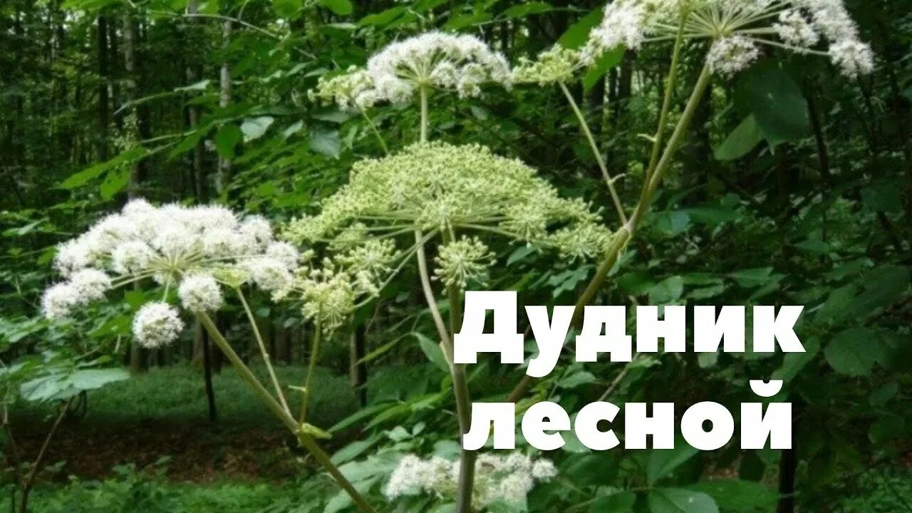 Файл:Angelica sylvestris 1.jpg - Википедия