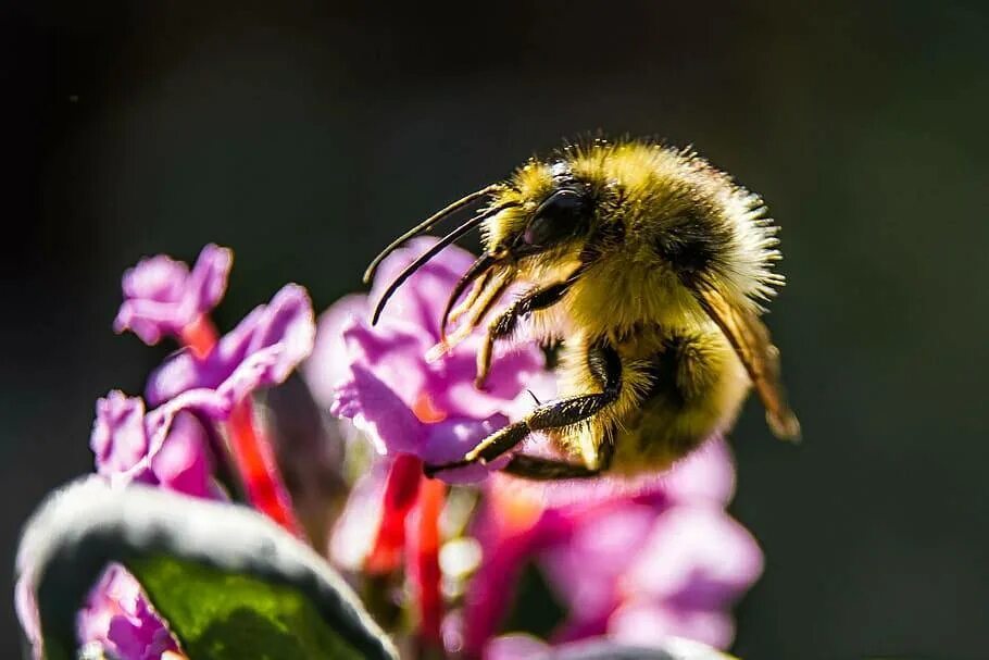 Собирает нектар и пыльцу. Пчелы опыляют растения. Шмель опыляет растения. Шмель опыляет Клевер. Насекомые опылители Шмель.