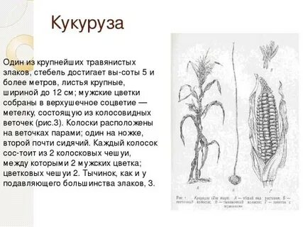 Лист злаковых какое оно имеет значение