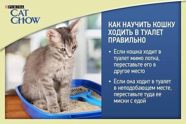 Почему кот ходит мимо. Как научить котёнка. как научить котёнка писать в лоток. как научить кота ходить в лоток. как кошки ходят в лоток.