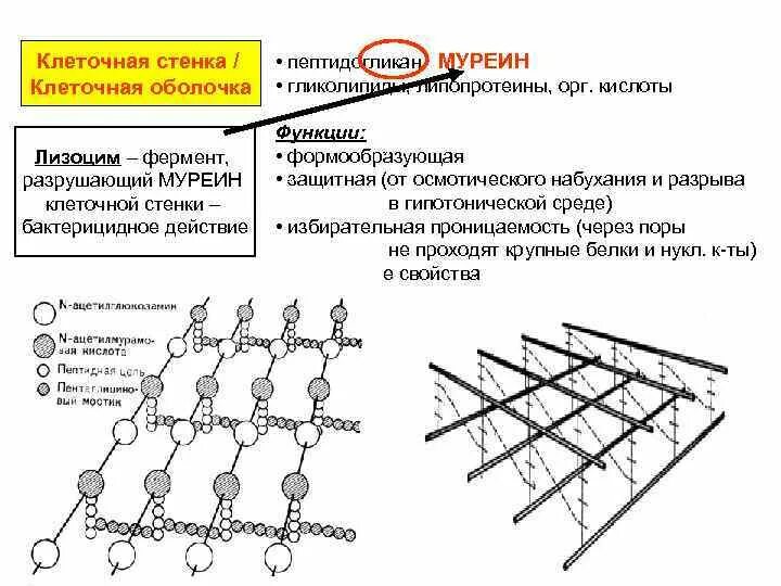 Содержит муреин участие в перемещении кольцевая. Клеточная стенка: пептидогликан (муреин). Муреин клеточная стенка бактерий. Структура пептидогликана. Муреин строение функции.