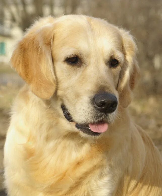 Как выглядит собака золотистый ретривер Retriever Google Search Dogs golden retriever, Retriever puppy, Golden retriev