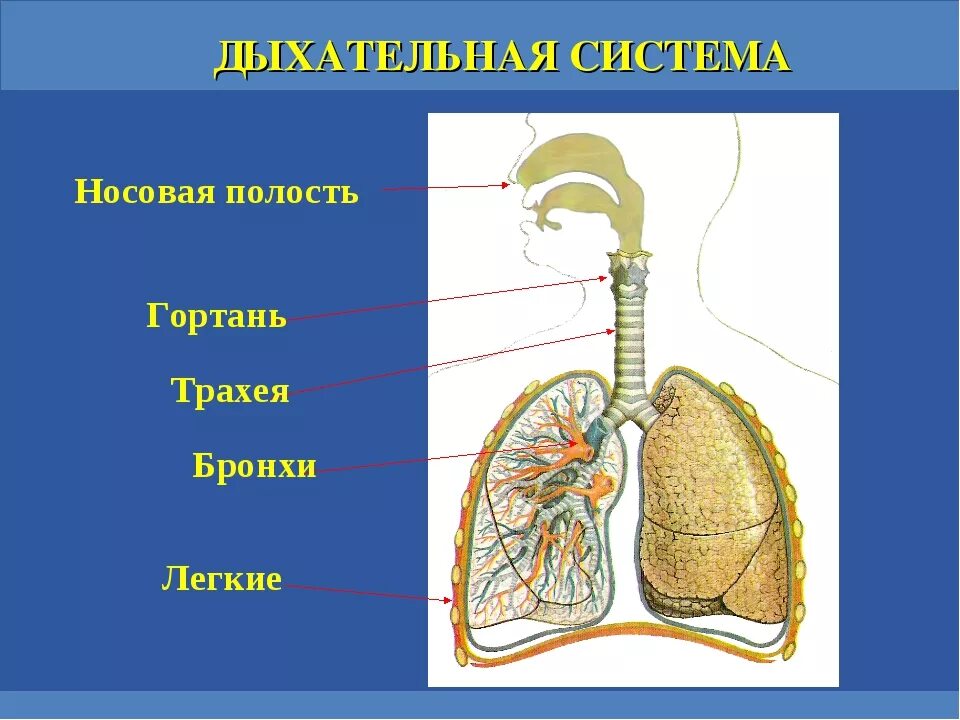 Органы дыхательной системы 4 класс. Дыхательная система органов дыхания 3 класс. Система органов дыхания человека 3 класс. Дыхательная система человека строение 3 класс. Легкие человека презентация