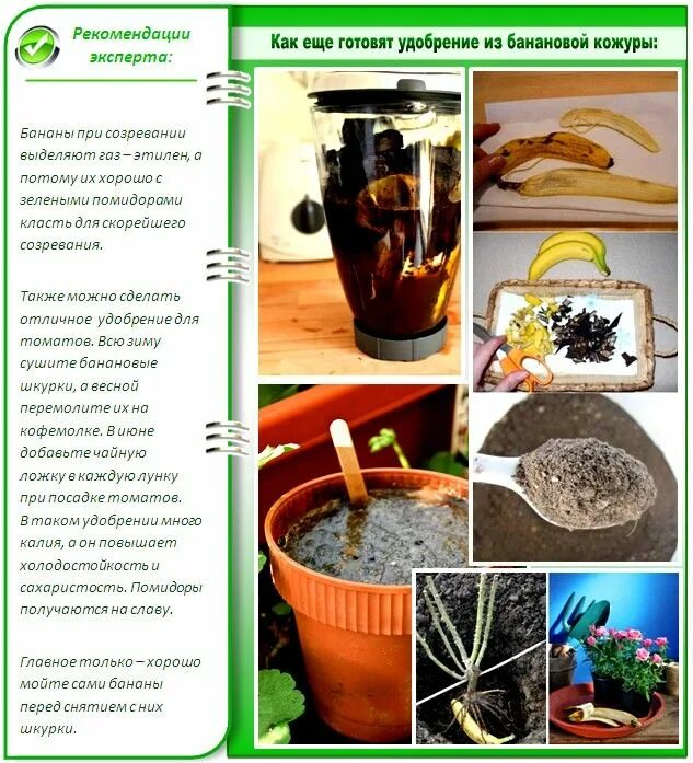 Настой банана для полива рассады томатов. Настой банана для полива рассады томатов