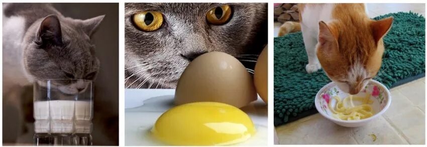 Можно коту давать сырую печень