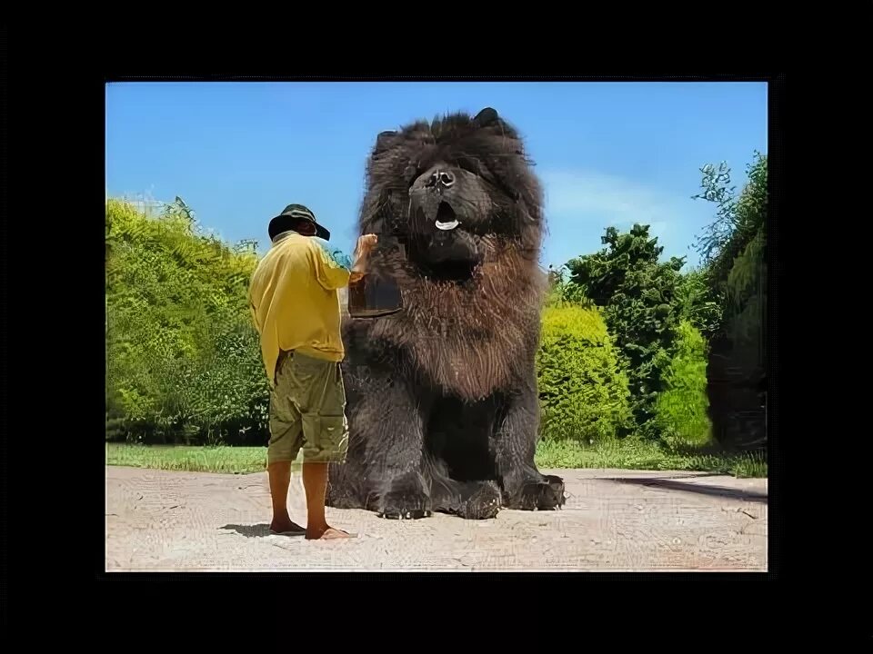 Biggest Dog. Most biggest Dog. What is the largest Dog. Giant Dog Breed names - Bing images. Mike s dog is not the biggest