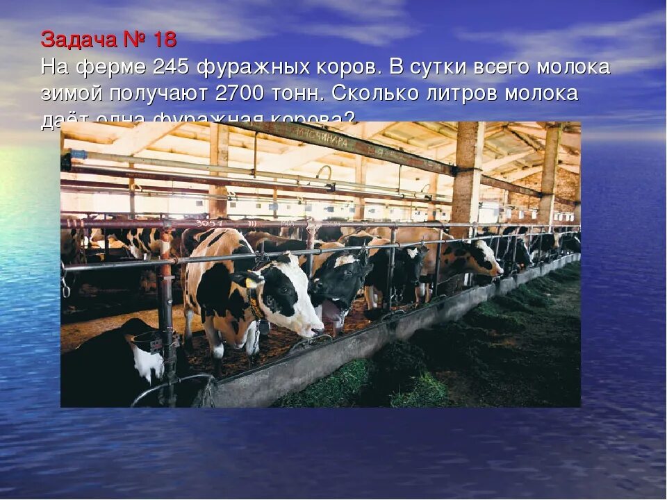 20 коров сколько молока. Задача ферма. Надой молока на 1 корову в сутки. Сколько молока даёт бразильская корова. Сколько корова дает молока в сутки.