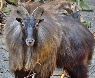 Гималайский козел 3 буквы