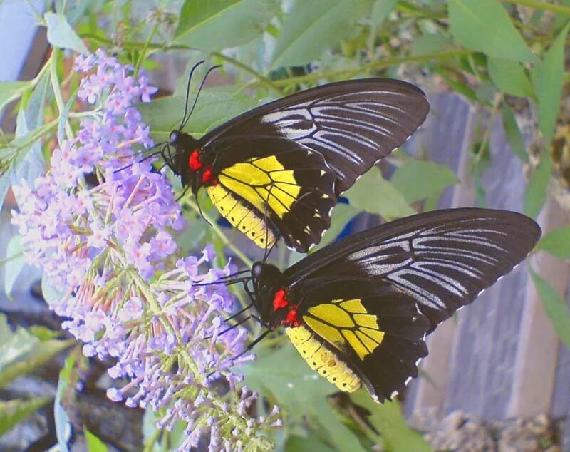 Бабочка Troides rhadamantus (Александрия). Мир живых бабочек Анапа. Выращивание бабочек. Danaus chrysippus куколка.