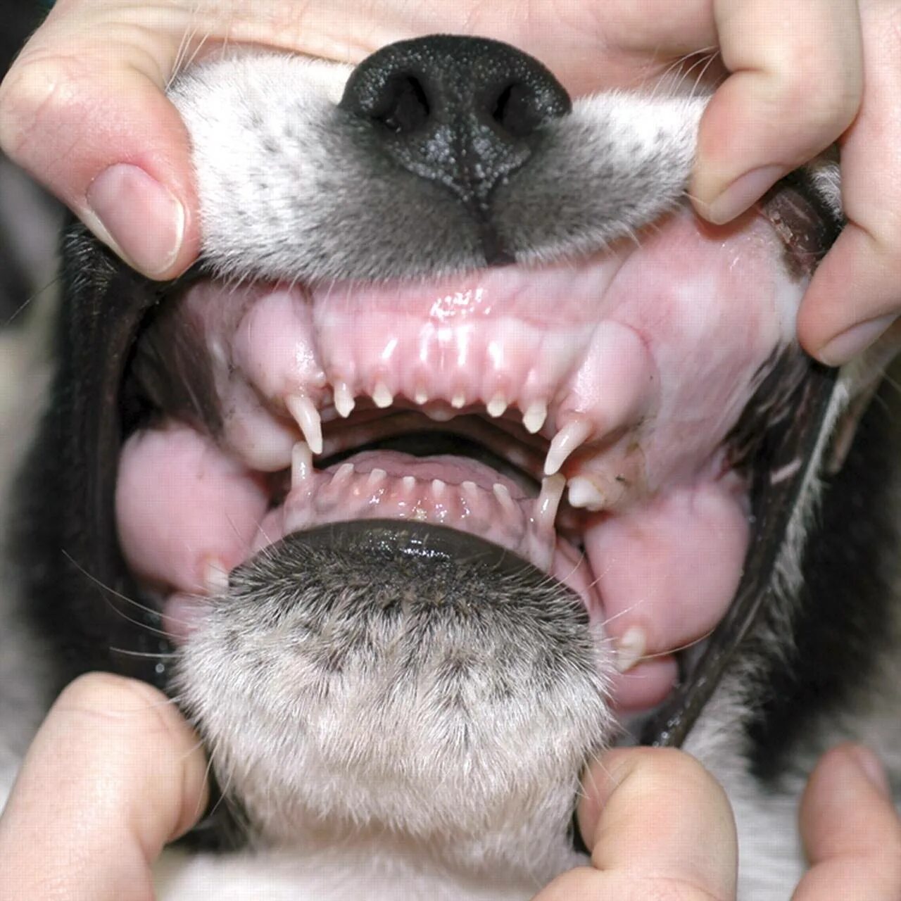 Собака рот зубы. Стаффордширский терьер прикус.