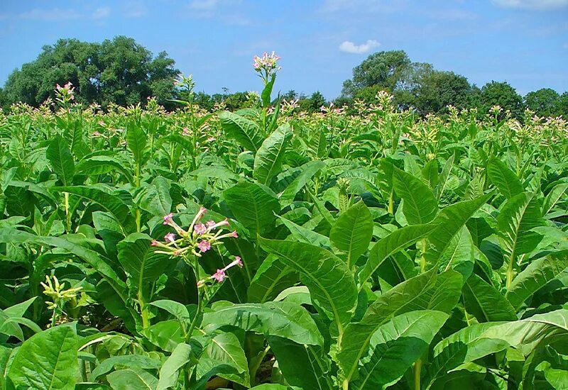 Растение Nicotiana tabacum. Табак обыкновенный. Махорка растение. Табак махорка Цветущий.