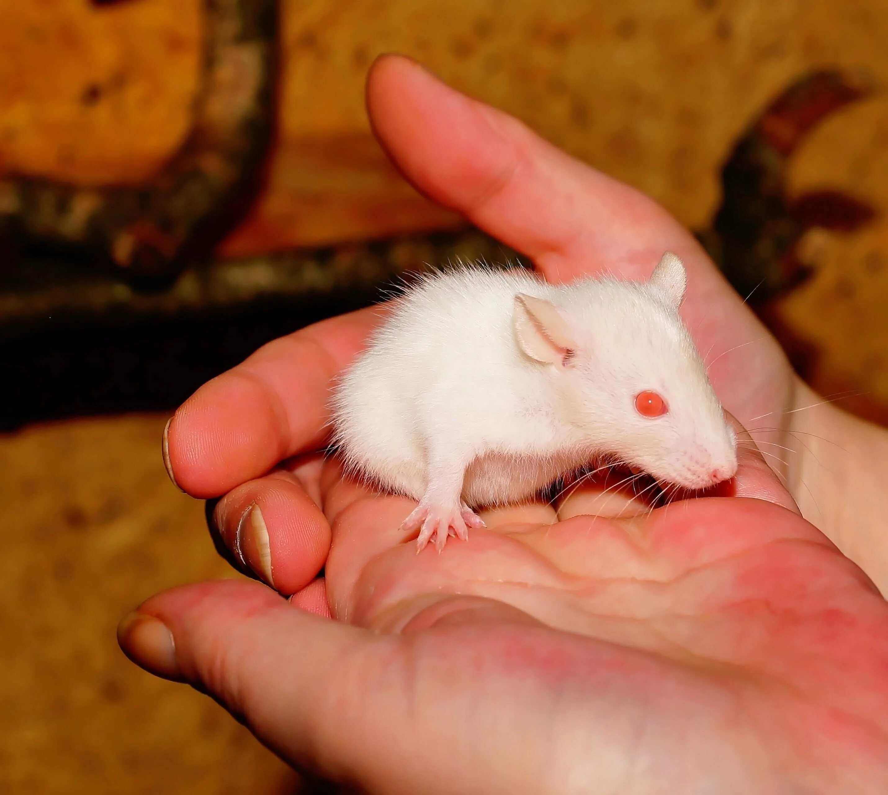 Домашние белые мыши. Крысы Дамбо Детеныши. Джунгарский хомяк альбинос. Сирийский хомяк альбинос. Белая декоративная крыса.