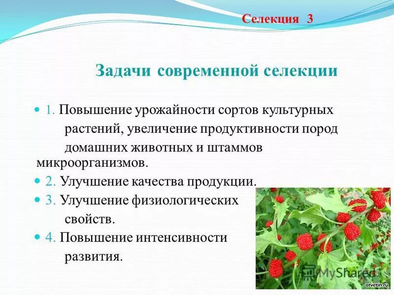 Успехи селекции фото - Arhids.ru