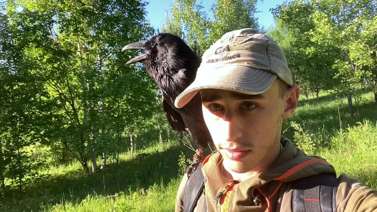 Ворон гоша. Ворон гоша лысьва. ворон гоша ютуб. ворон тв.