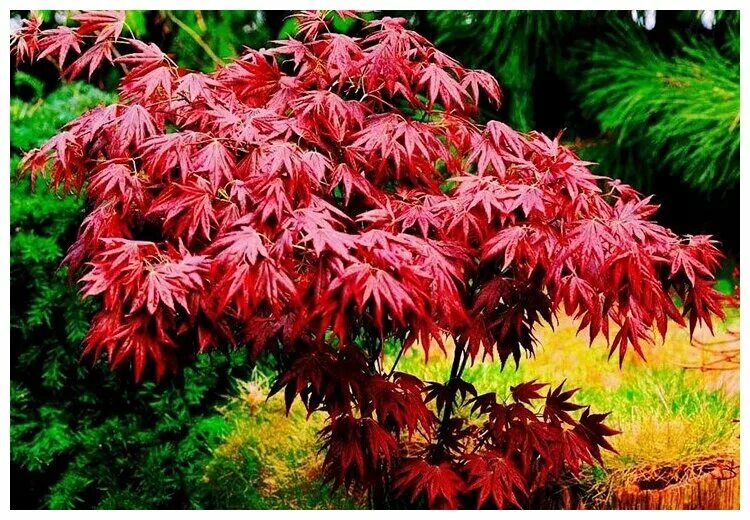 Клен дланевидный acer palmatum. Клен веерный атропурпуреум (atropurpureum). Клен acer palmatum atropurpureum. Клен acer palmatum atropurpureum. Клен дланевидный атропурпуреум.