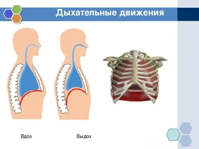 Дыхательные движения