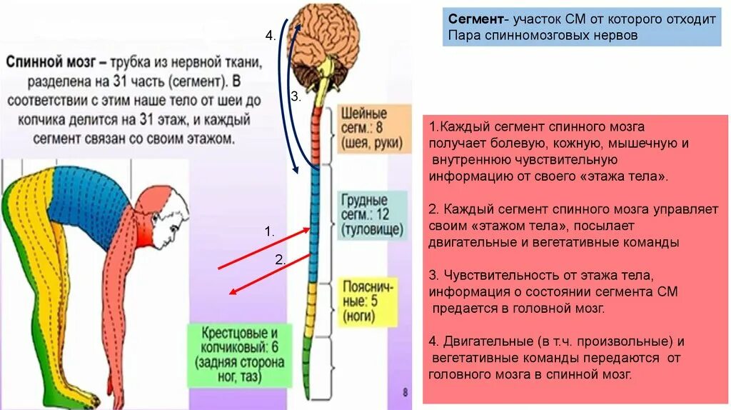 Защита спинного мозга обеспечение подвижности головы опора. Структуры спинного мозга строение и функции. Рефлекторная функция отделов спинного мозга. Функции органов нервной системы спинной мозг. Спинной мозг строение и функции сегменты.